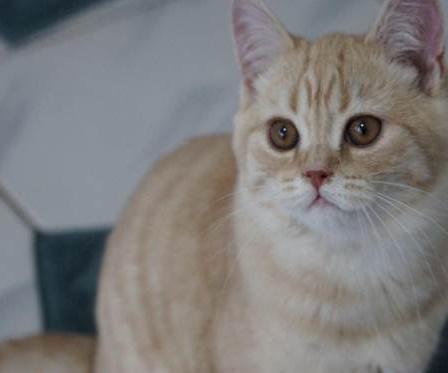 英国短毛猫什么毛色好,英国短毛猫十种受欢迎的毛色