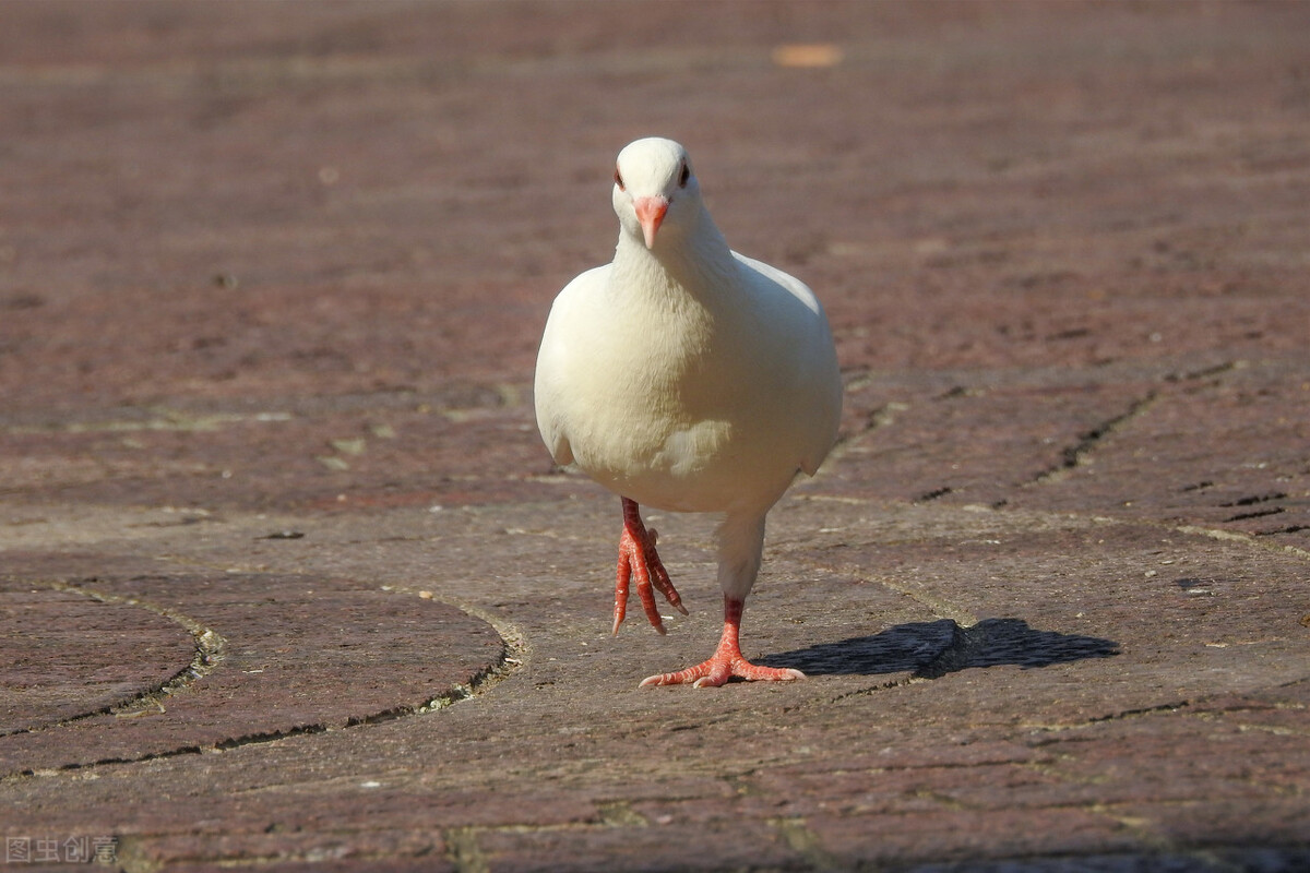 鸽子拉水便怎么办,拉水便了怎么帮助鸽子治疗