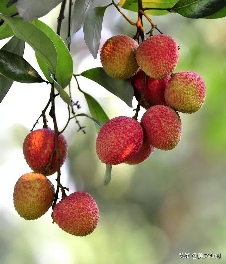 荔枝经典美文,美文心阅