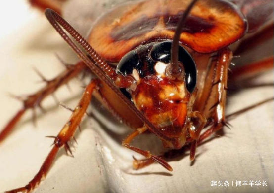 五种杀不死的动物,四大杀人不死的动物