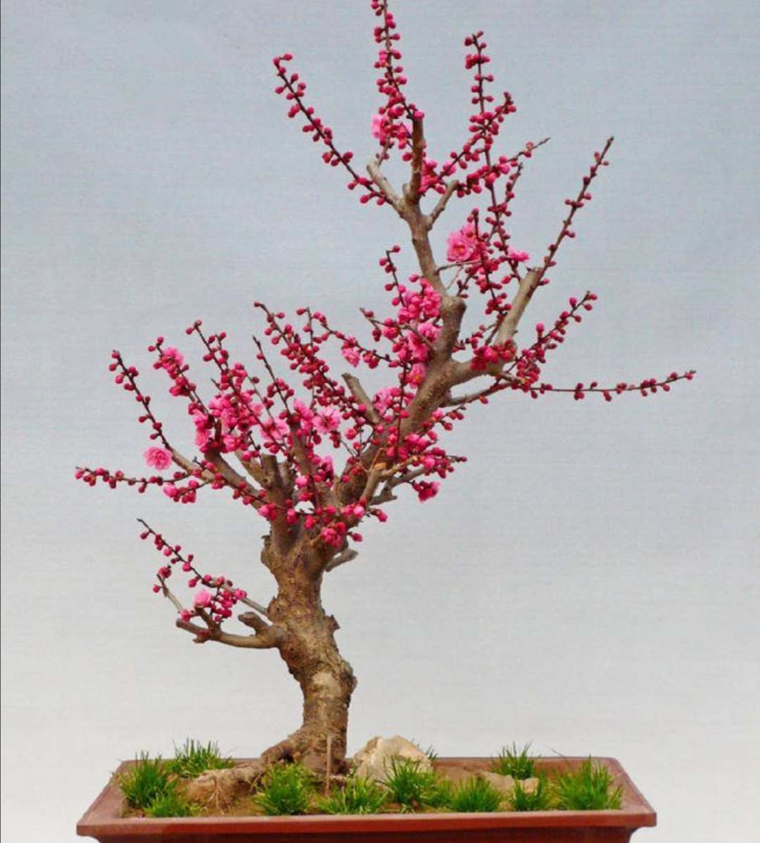 梅花开花少、不开花，应注重5个细节，春节前后就能开花满枝