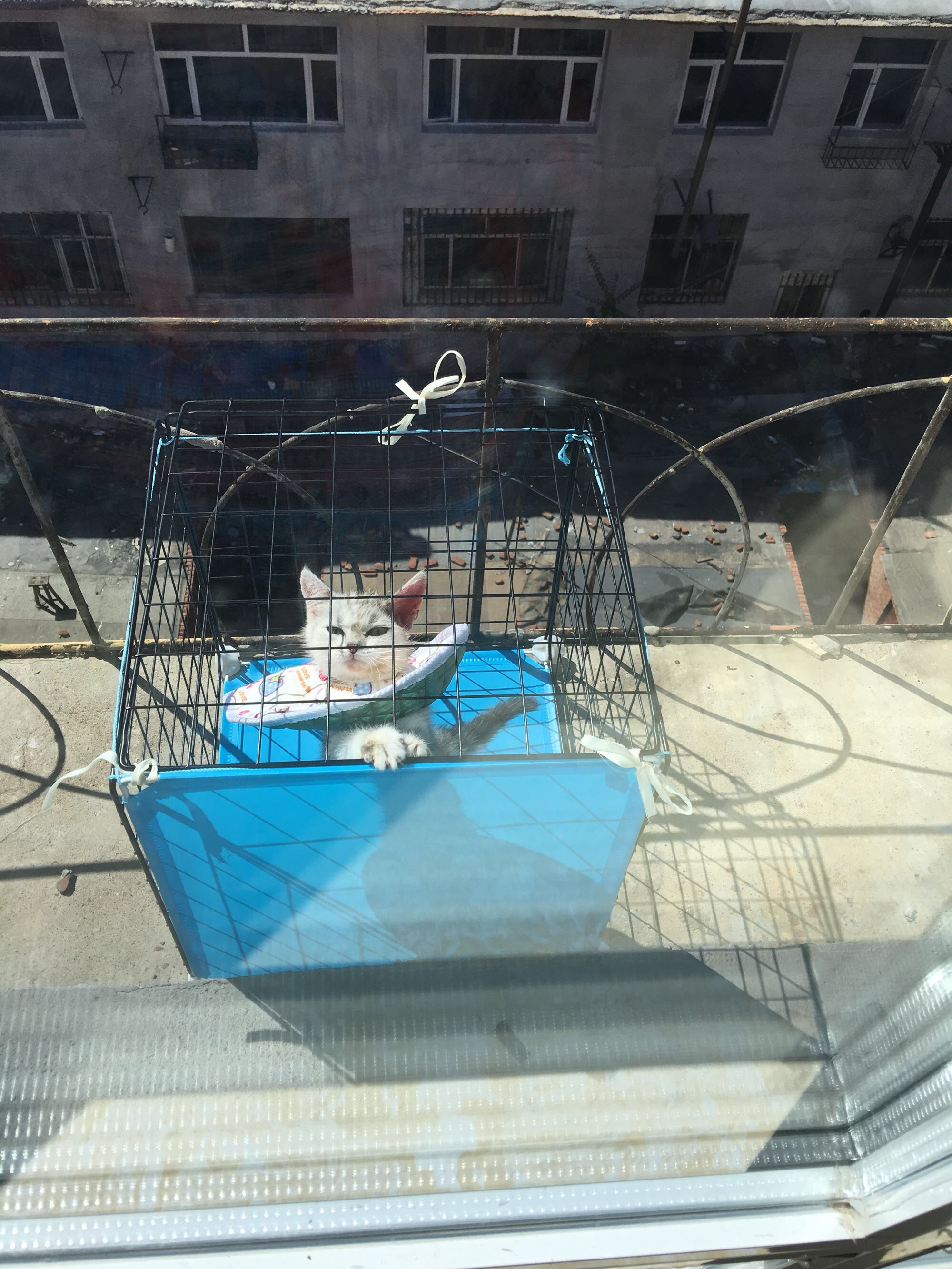 猫藓不可怕，对抗它需要的不仅仅是药物，更需要时间与耐心