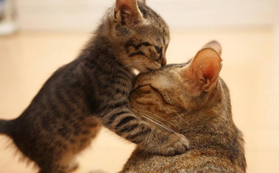家里猫咪发情了？你知道该如何给它挑选好的配偶吗？