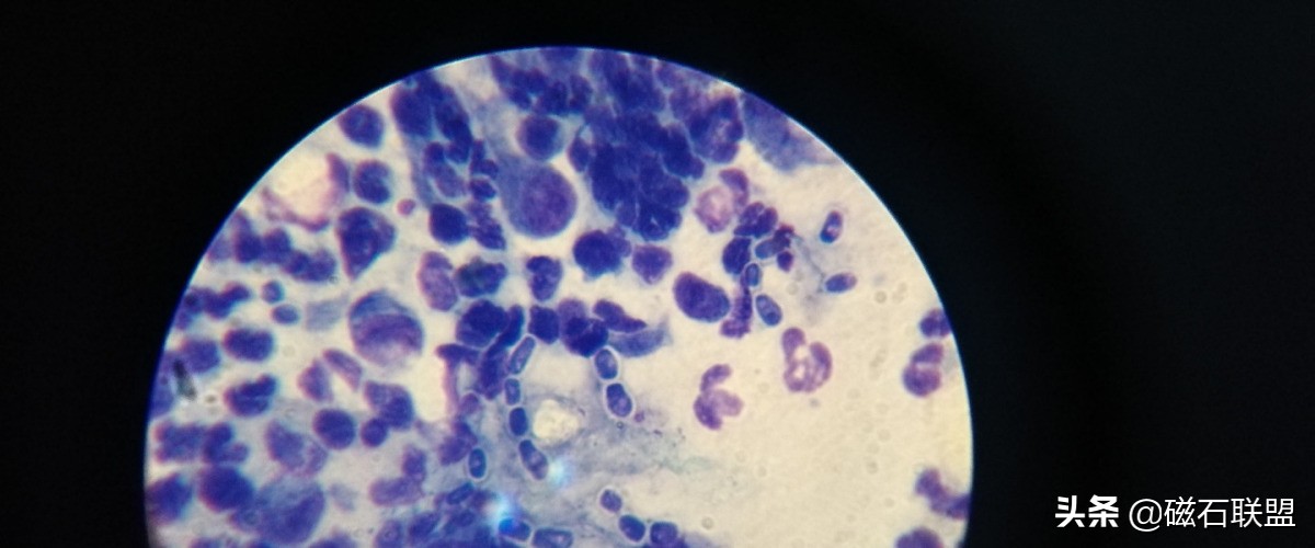 法斗身体臭怎么解决,法斗身上臭烘烘的怎么办