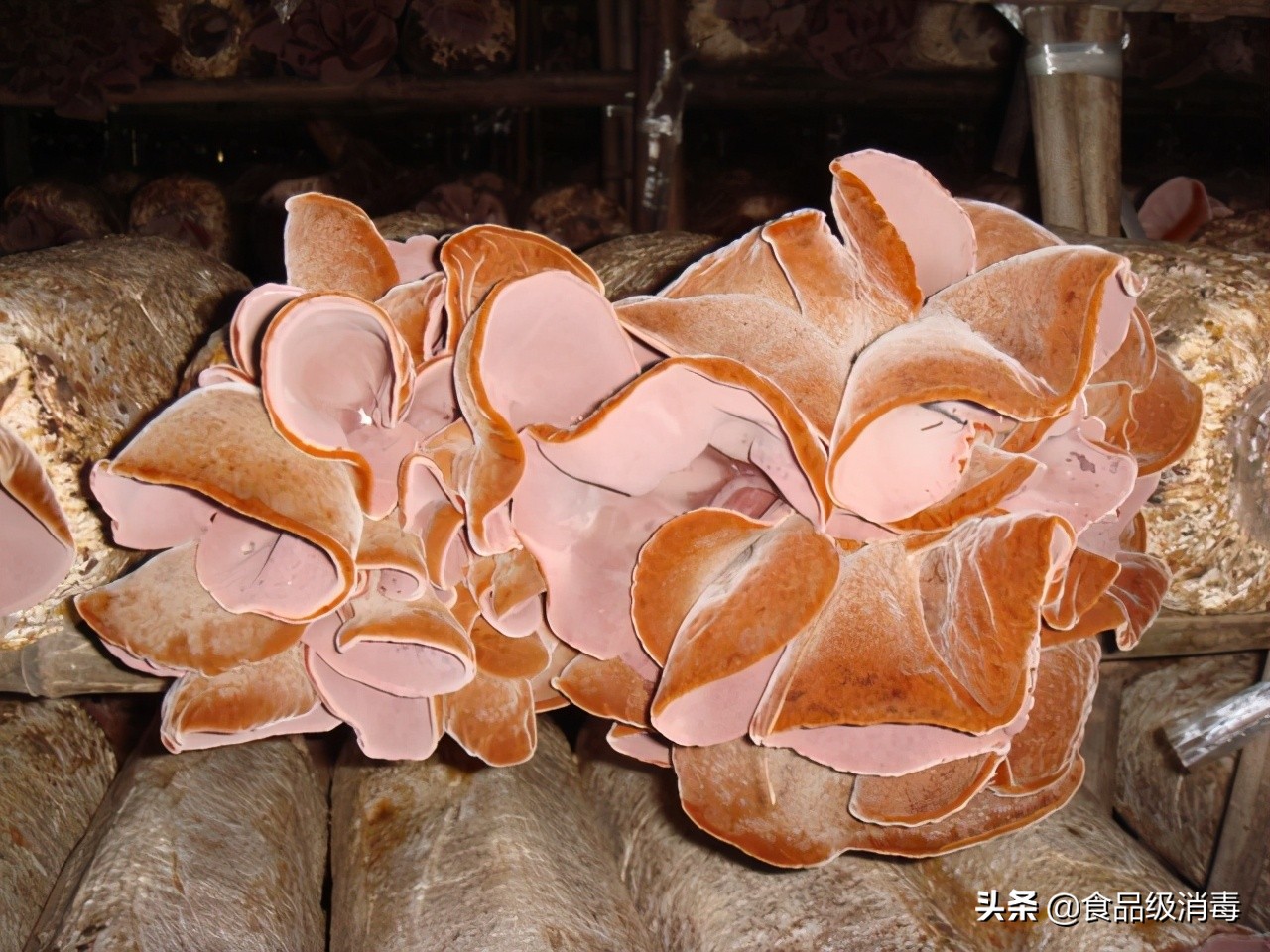 羊肚菌链孢霉的特征和治疗方法,羊肚菌种植床面有链孢霉怎么处理