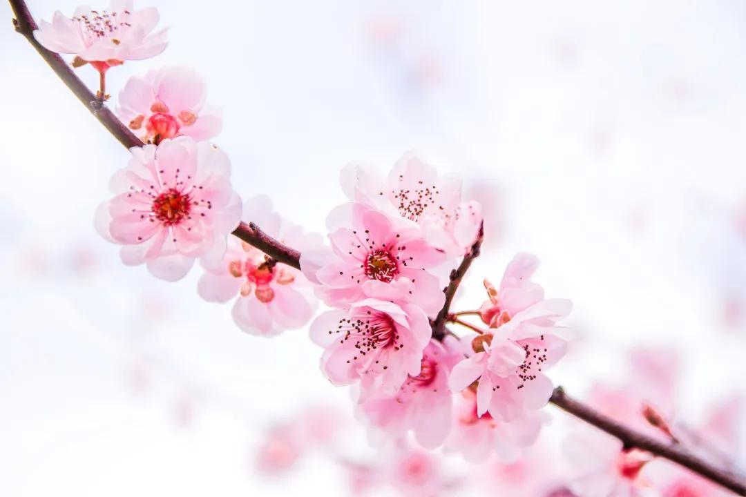 最全成语分类汇总,最全最实用的成语总结