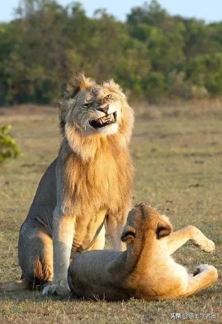 母狮一天发情40次,还追着公狮咬蛋蛋?根本不是这样啊....