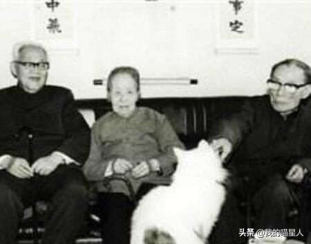 猫的魅力到底有多大,猫的魅力到底有多可怕