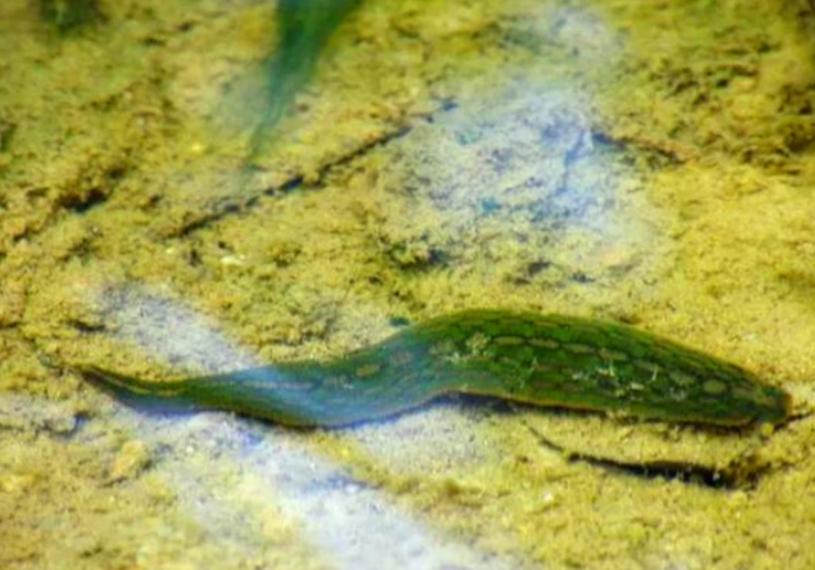 如果水蛭不小心吃掉了怎么办,误食活水蛭有什么危害