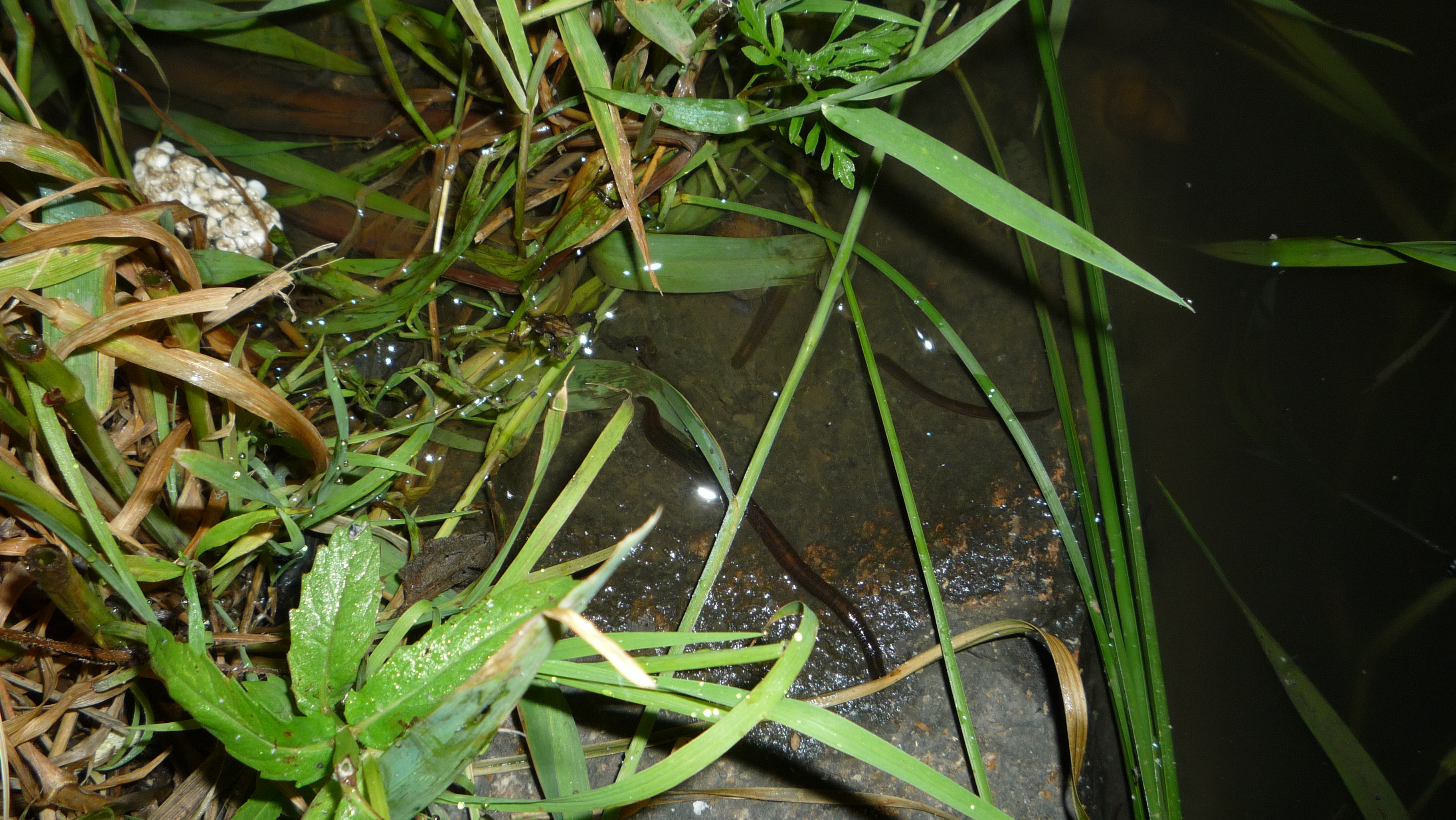 野钓钓饵最佳状态,野钓必备状态饵