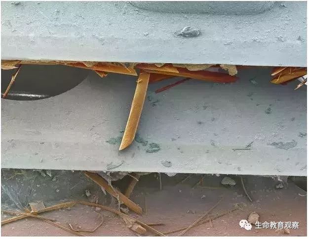 看完后，整个人都有点不对劲了（传播生物知识）