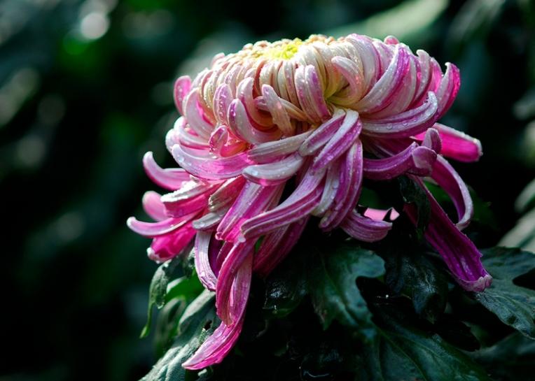 关于重阳赏菊花现代诗句,秋夜里赏菊花唯美诗句