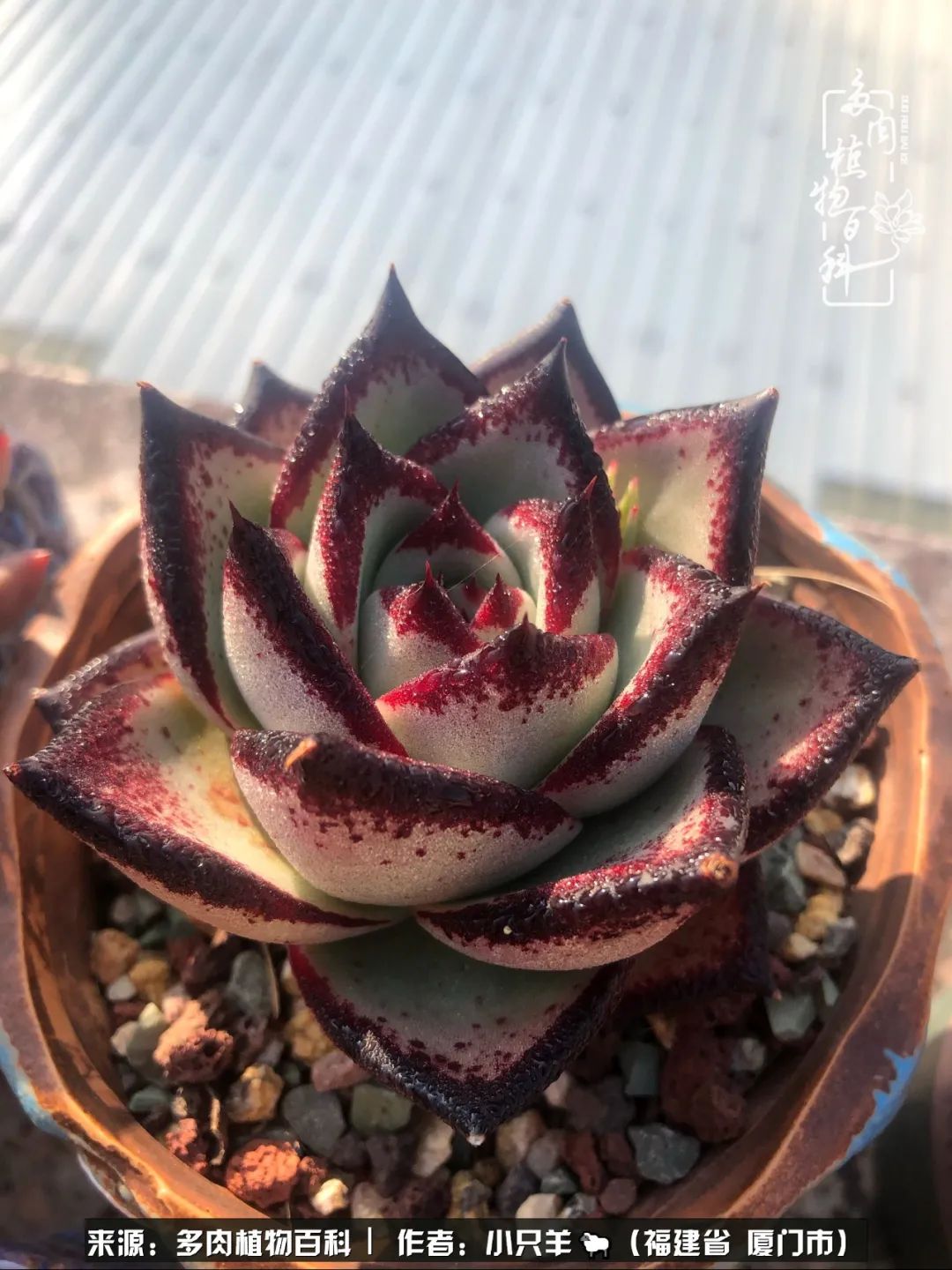 多肉像葡萄一样,多肉像铃兰一样