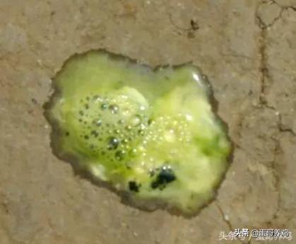 鸡拉绿粪黄粪怎么治,鸡拉绿屎最快的治疗方法