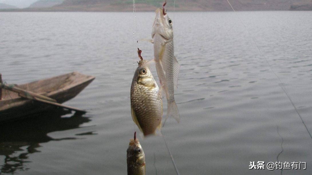 肥水塘冬天用蚯蚓还是红虫好,冬天钓鲫鱼是红虫好还是蚯蚓好