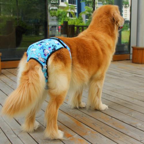 当汪星人来了“大姨妈”新手铲屎官该如何破解这难题