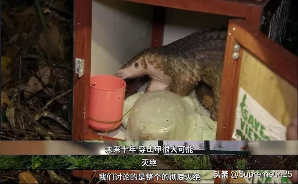 吃野生穿山甲的后果,吃了穿山甲会有什么法律后果