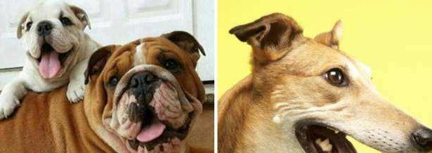 狗狗耳朵有几种类型,正常狗狗耳朵是什么样的