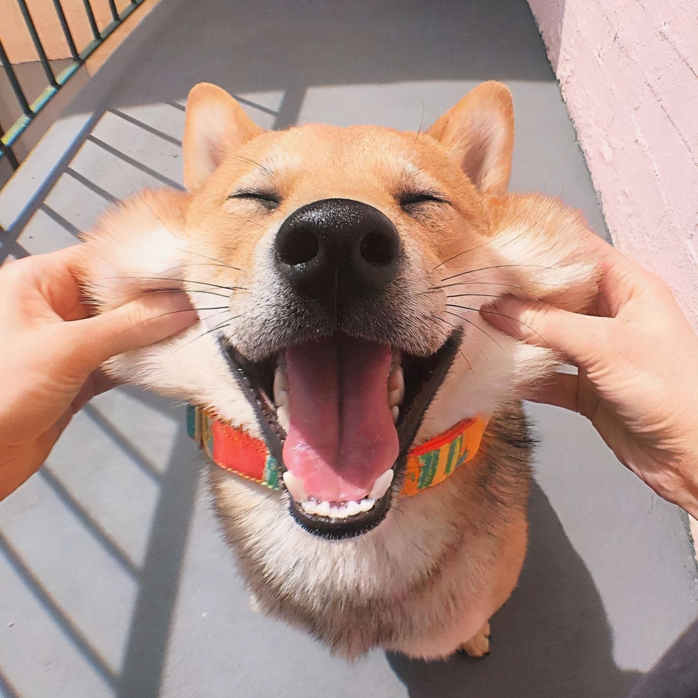 家里适合养什么狗看家护院干活,既能看家又温顺的狗还能照顾孩子