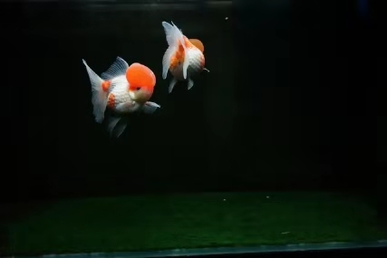 如何挑选观赏鱼种类,观赏鱼怎么挑选最好