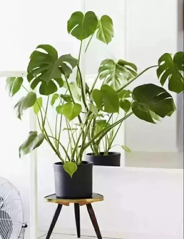 消除新房甲醛的是哪种盆景植物,吸附甲醛最好植物