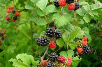 云南山里红色苦的野果,云南野生黄泡果几月熟