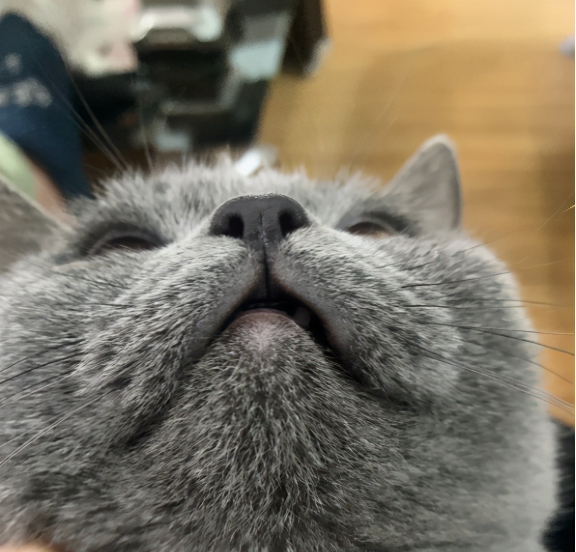 英短虎斑猫黑下巴怎么回事,银渐层猫咪黑下巴治疗