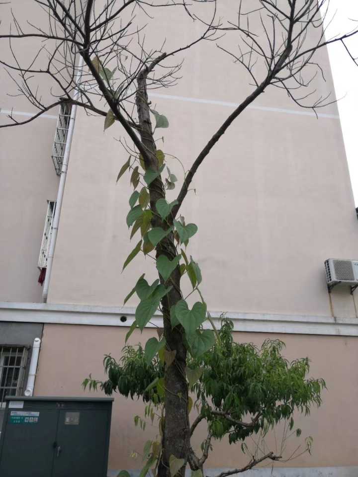 植物奇葩说：不仅会打架，会残杀厮杀，还会捕食昆虫呢