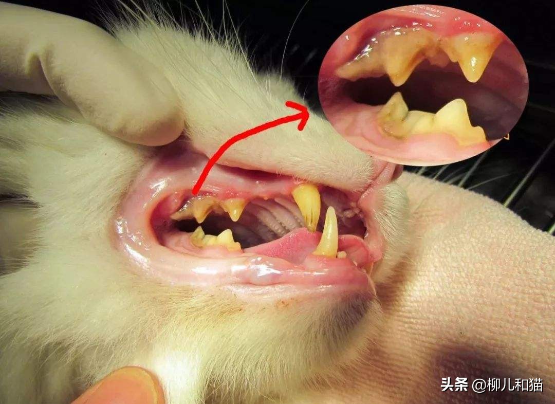 2种方法帮猫咪刷牙远离口腔疾病,猫咪的牙吸收问题怎么治疗