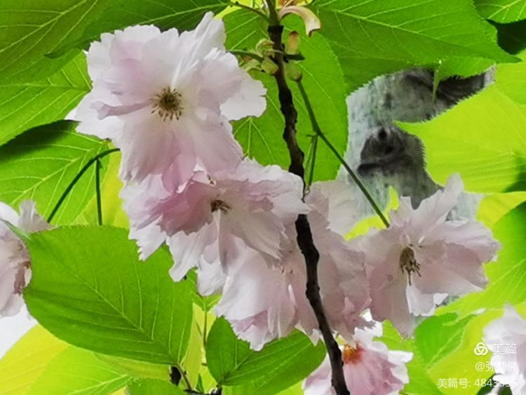 高新枫林华府住房,高新枫林华府小区评测