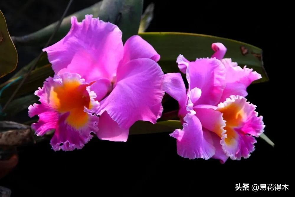 兰花国家级濒危珍稀物种布袋兰,国家保护植物兰花品种介绍