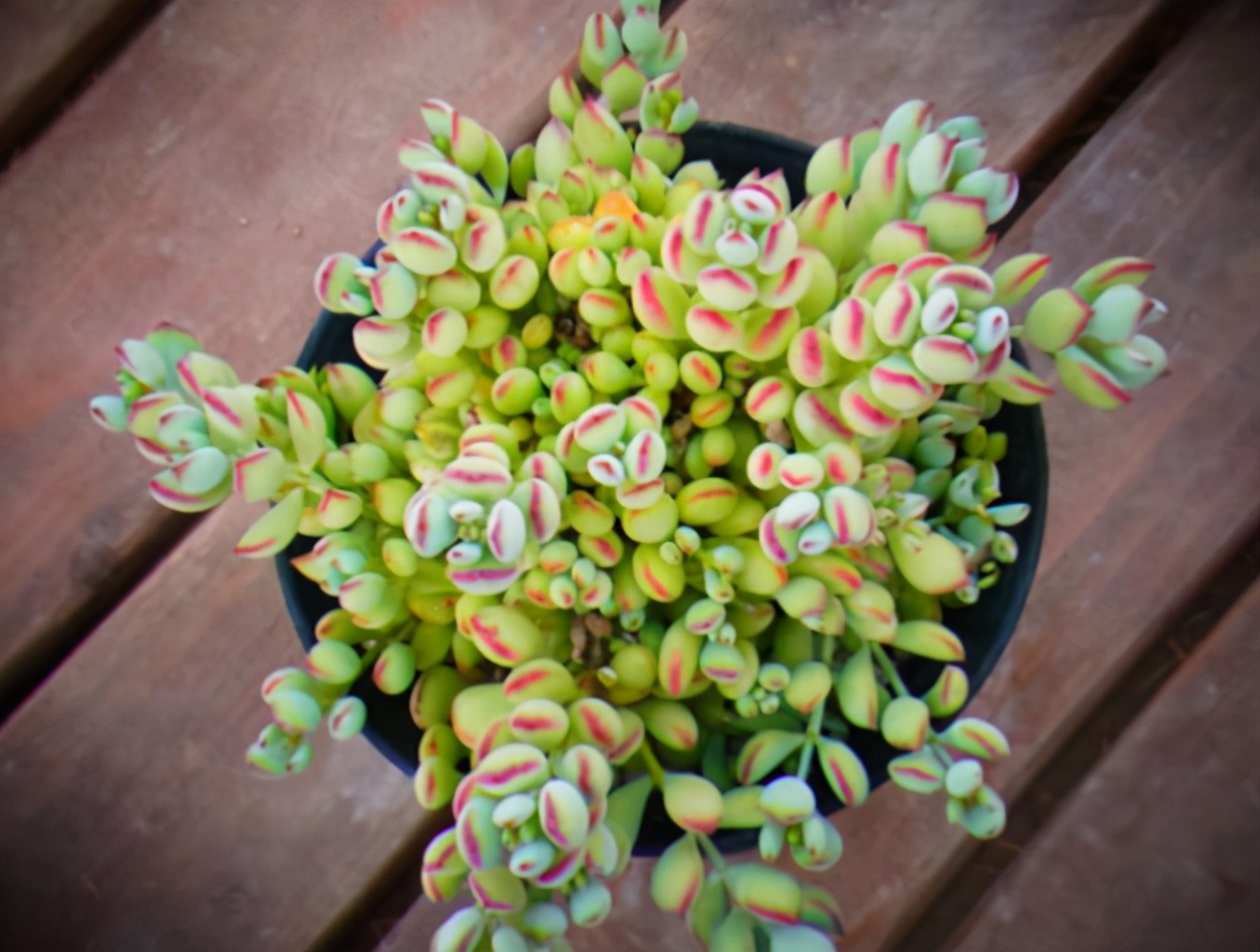 荷花多肉叶插成活率高吗,多肉淡雪叶插成活率高吗