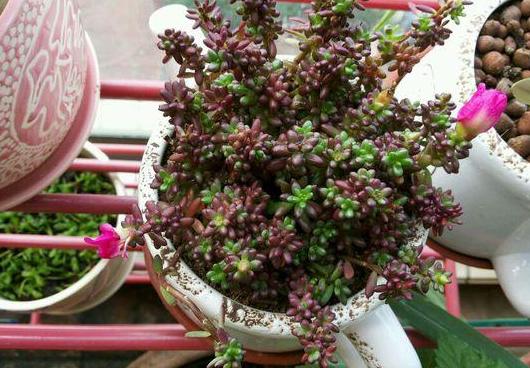 紫米粒多肉的养护方法,多肉紫雾小苗怎么扦插