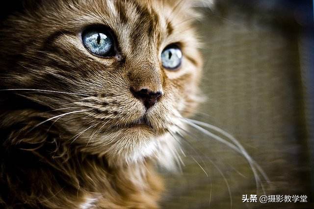 摄影三分构图与二分构图哪个好,摄影构图3个技巧是什么