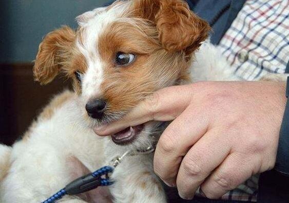 小狗爱咬花怎么处理,小狗爱咬脚怎么办