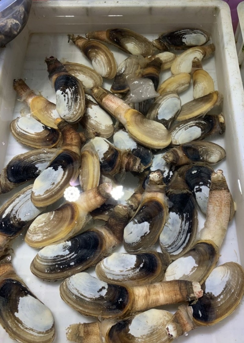 去北海在哪里买海鲜比较划算,北海的海鲜便宜还是防城港的便宜