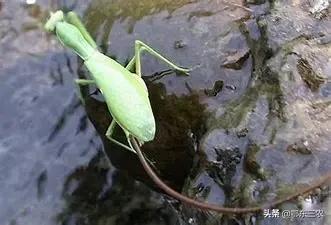 农村路上看到一条铁丝,在农村遇到这种电线不要碰