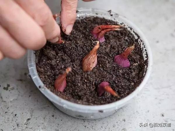 阳台种菜初学者种什么菜,阳台种菜最易种的菜有哪些