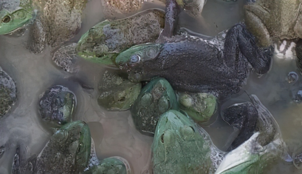 传染性强、死亡率高、无特效药的牛蛙歪头病该如何防控？