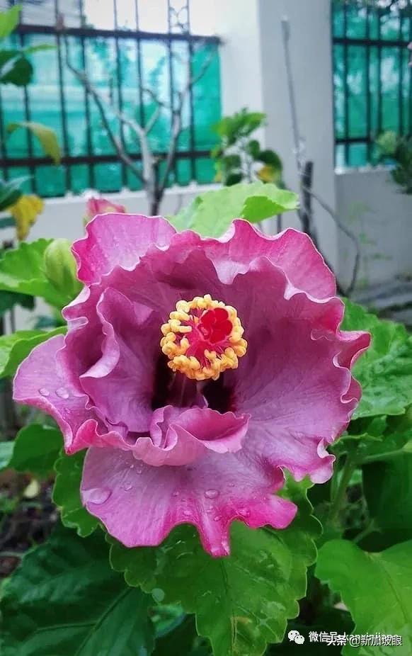 扶桑花和木槿花的区别图片,扶桑木槿花图片