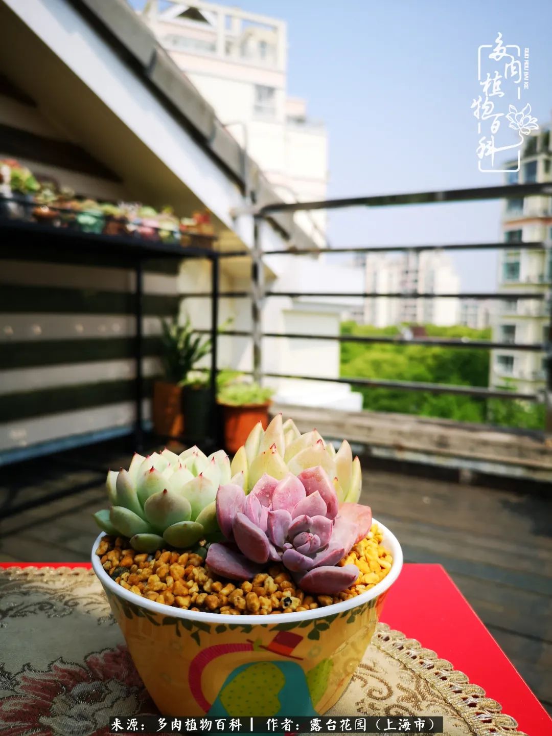 这6种多肉又粉又可爱萌翻少女心,粉粉萌萌的多肉有哪些