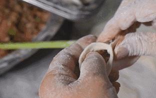 从夜市摊追到小门店,吃过这家南方锅贴才懂为什么