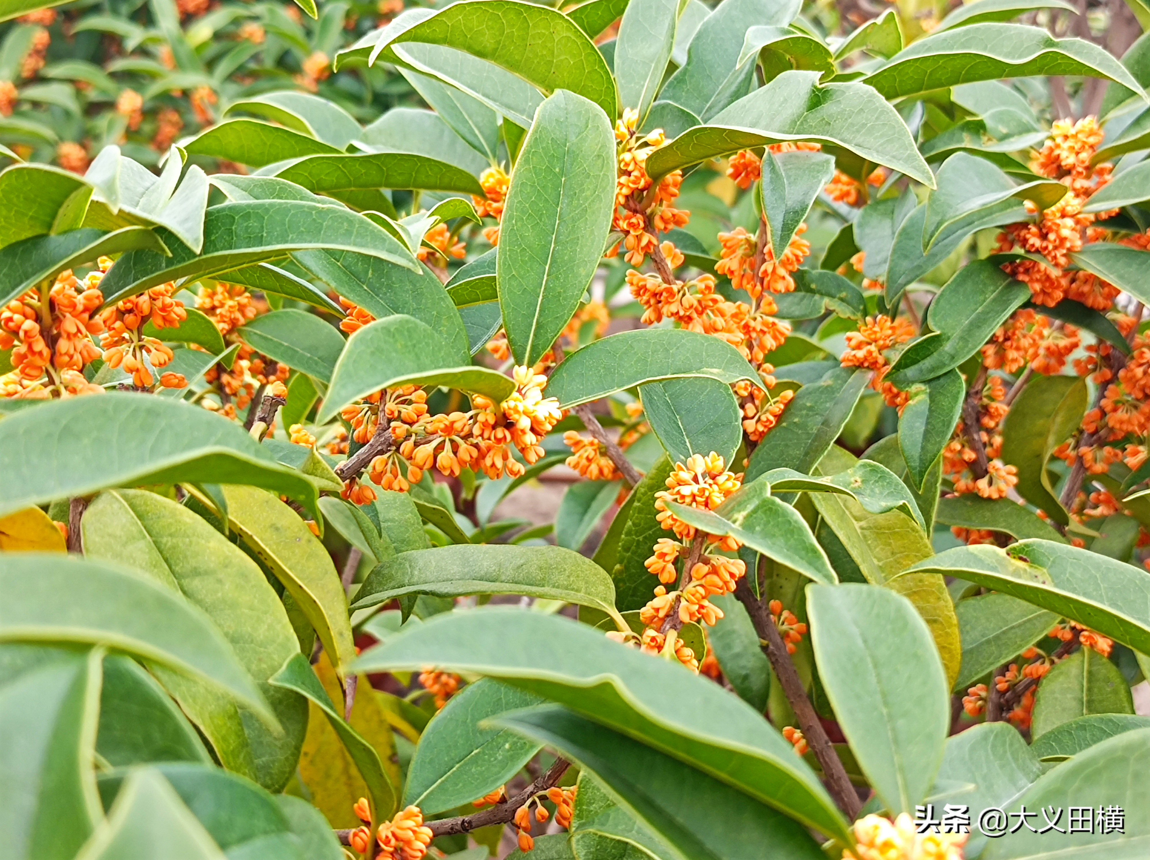 秋天到了金桂有什么变化,金桂为什么没有香味