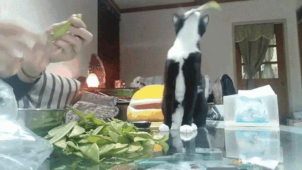 养猫会暴露你的经济实力,不管多有钱这几种猫不建议养