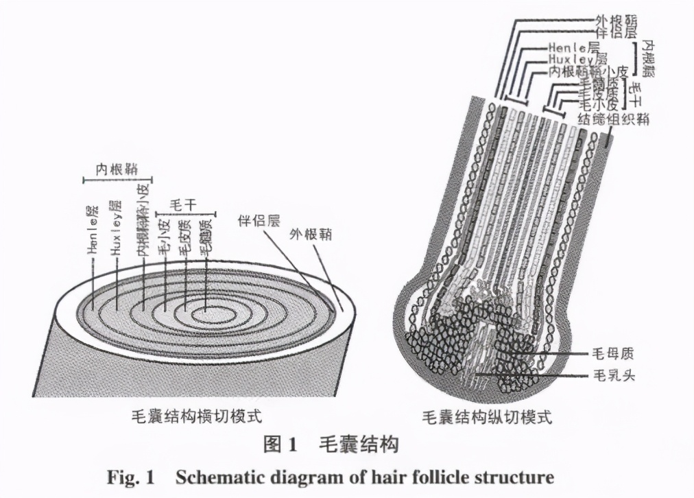 头发越来越细软怎么护理,头发细软怎么调理视频