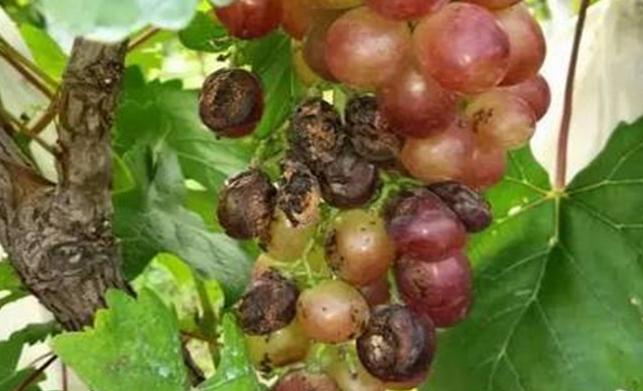 红提葡萄黄化怎样治疗,红提葡萄病害图片及讲解