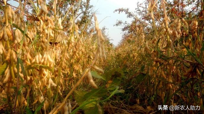 如何种黄豆最简单的种法,怎样种黄豆在家