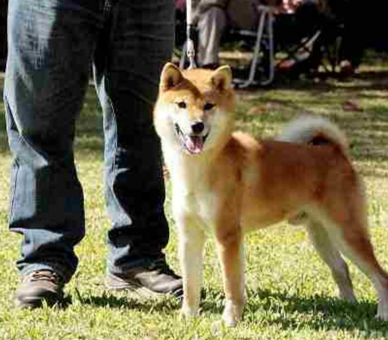 怎么让狗狗防备陌生人,狗狗攻击人怎么纠正