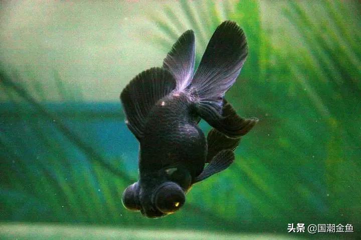 鱼缸多少鱼可以旺财运,养鱼是否旺财运和运气