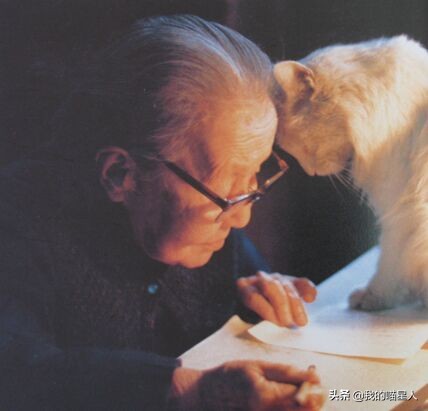 猫的魅力到底有多大,猫的魅力到底有多可怕